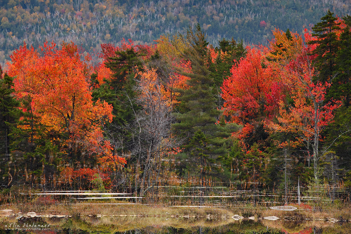 Autumn Forest Reflection