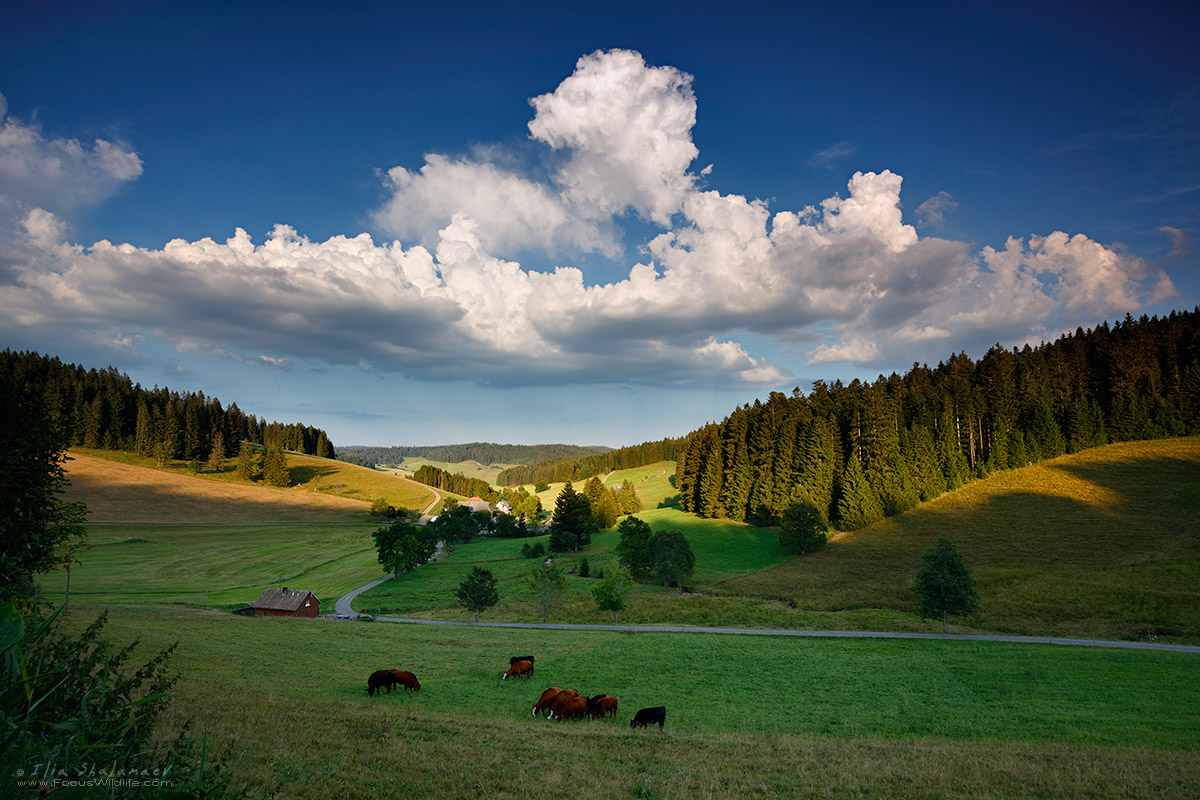 Schwarzwald Scenery