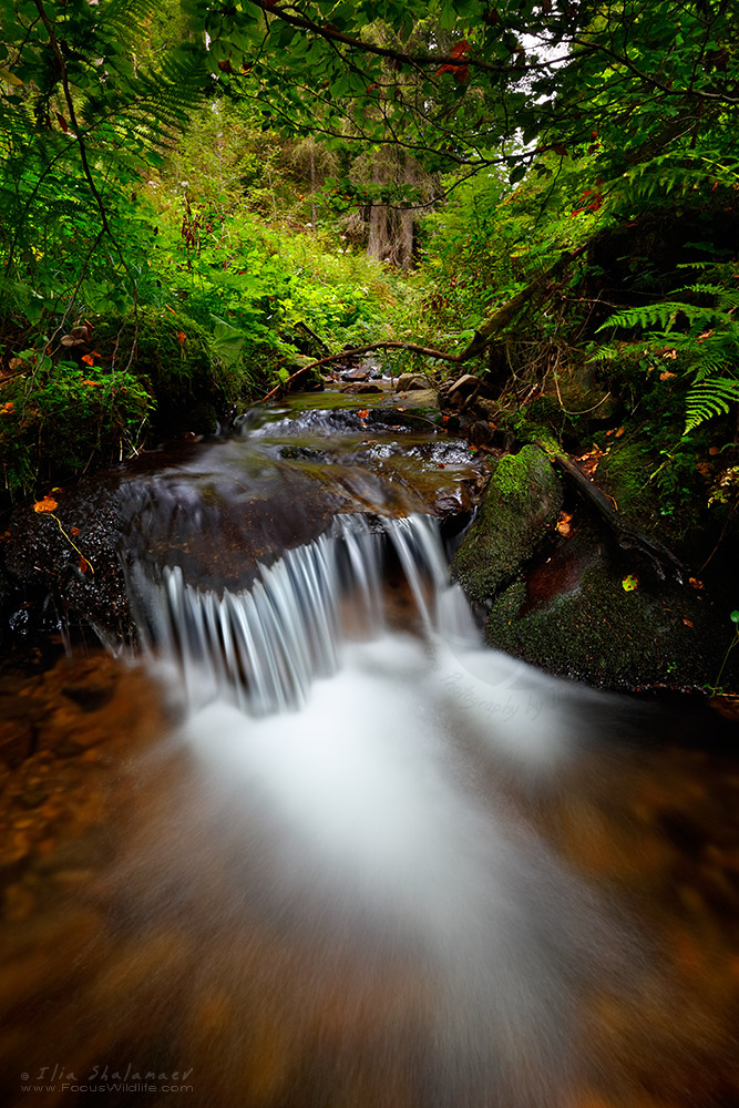 Black Forest Stream