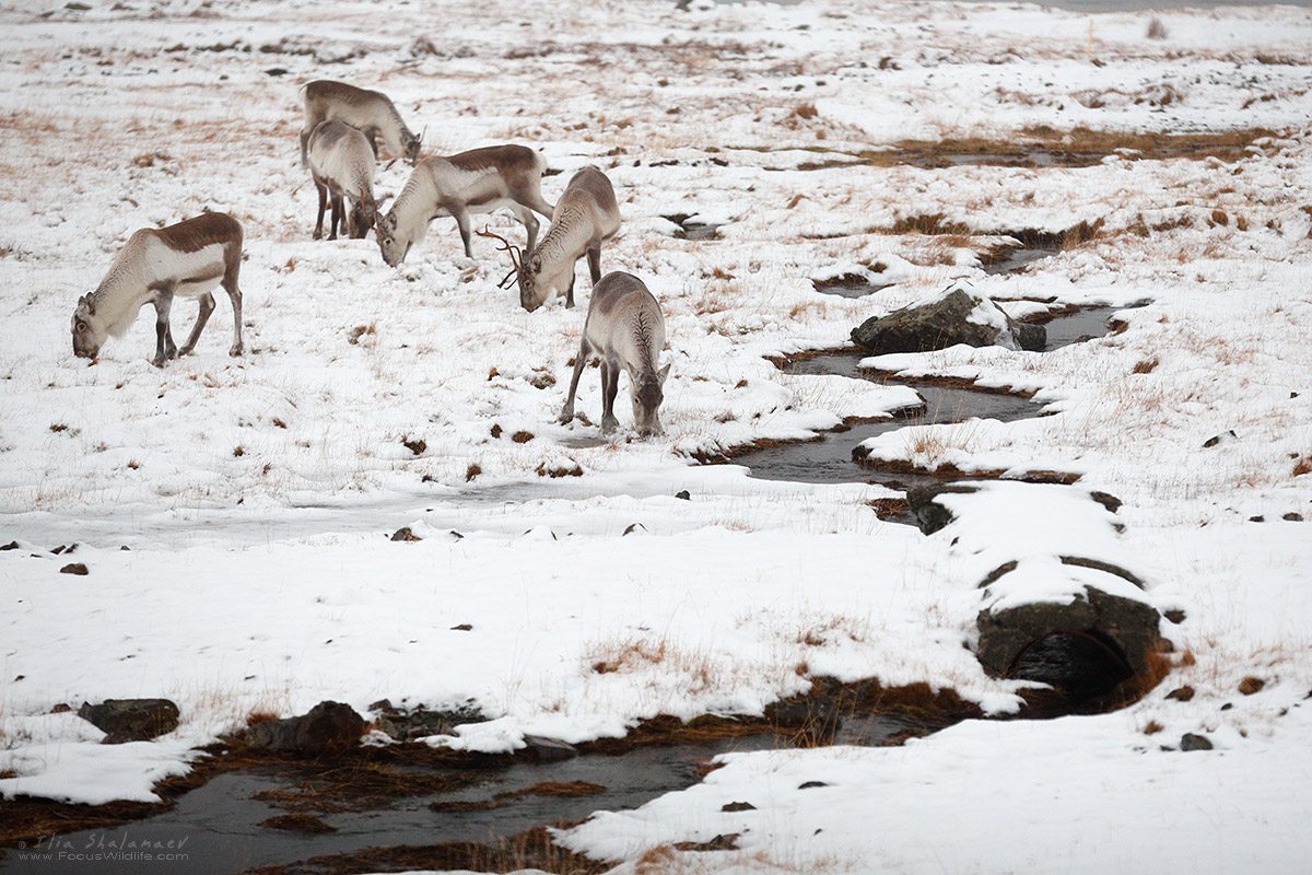 Reindeer