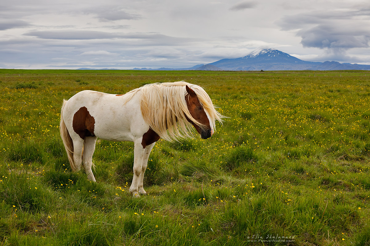 Icelandic Horse and Hekla in the background