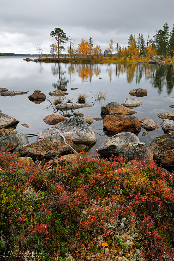 Colors of Lapland Fall