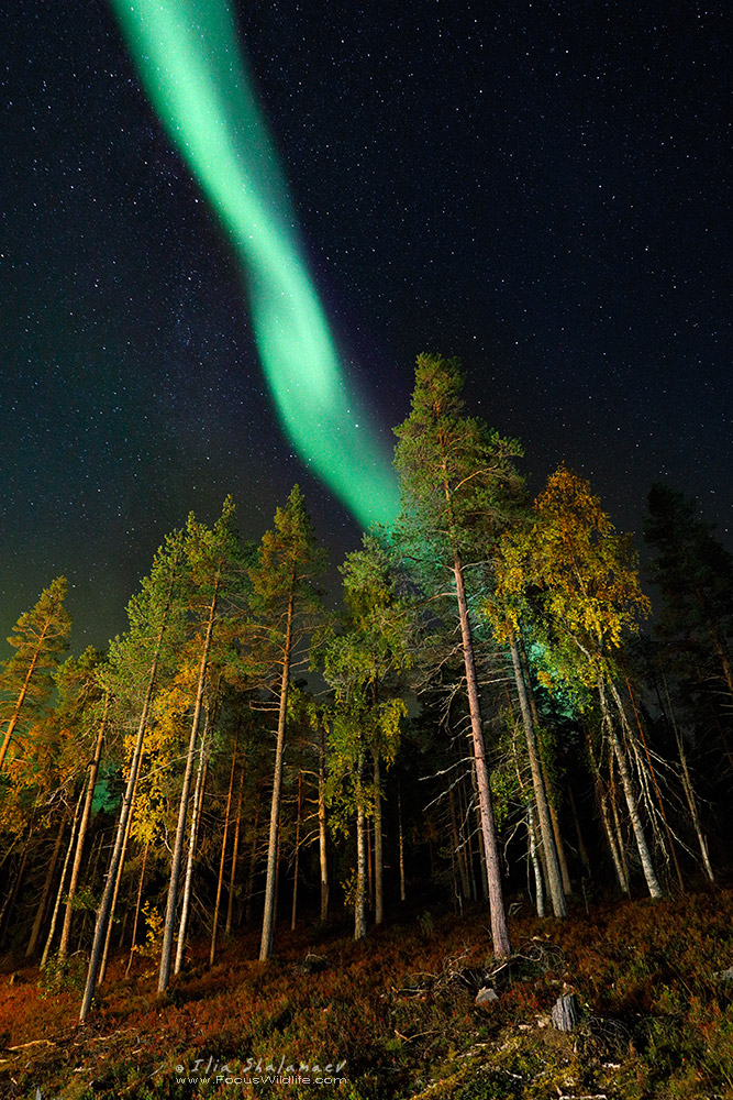 Smoking Night Forest