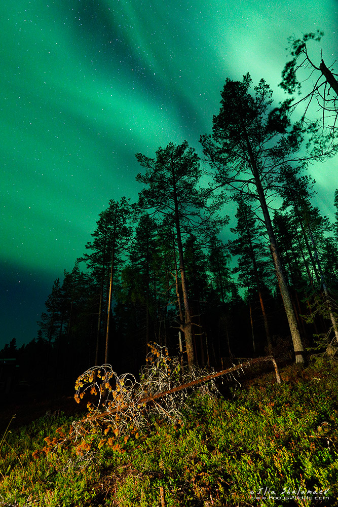 The way of Northern Lights