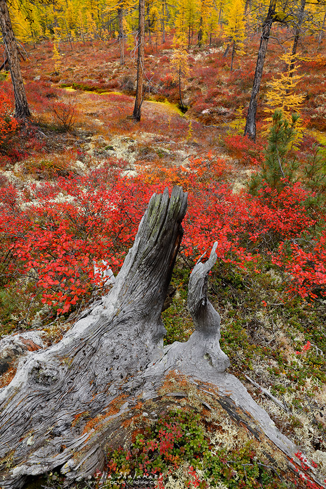 Insane Colors of Siberian Fall