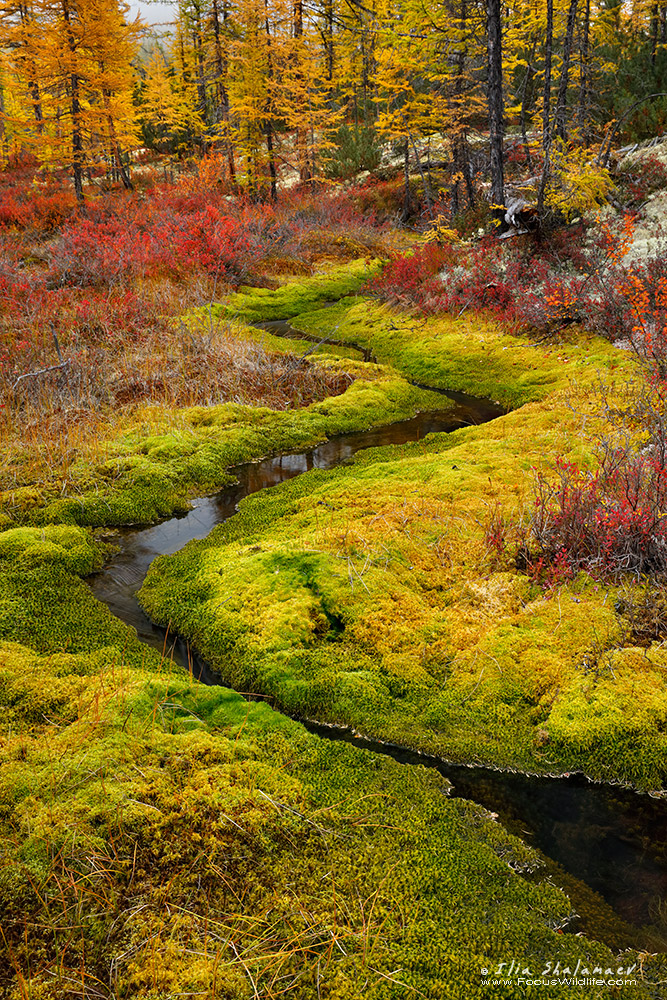 Insane Colors of Siberian Fall