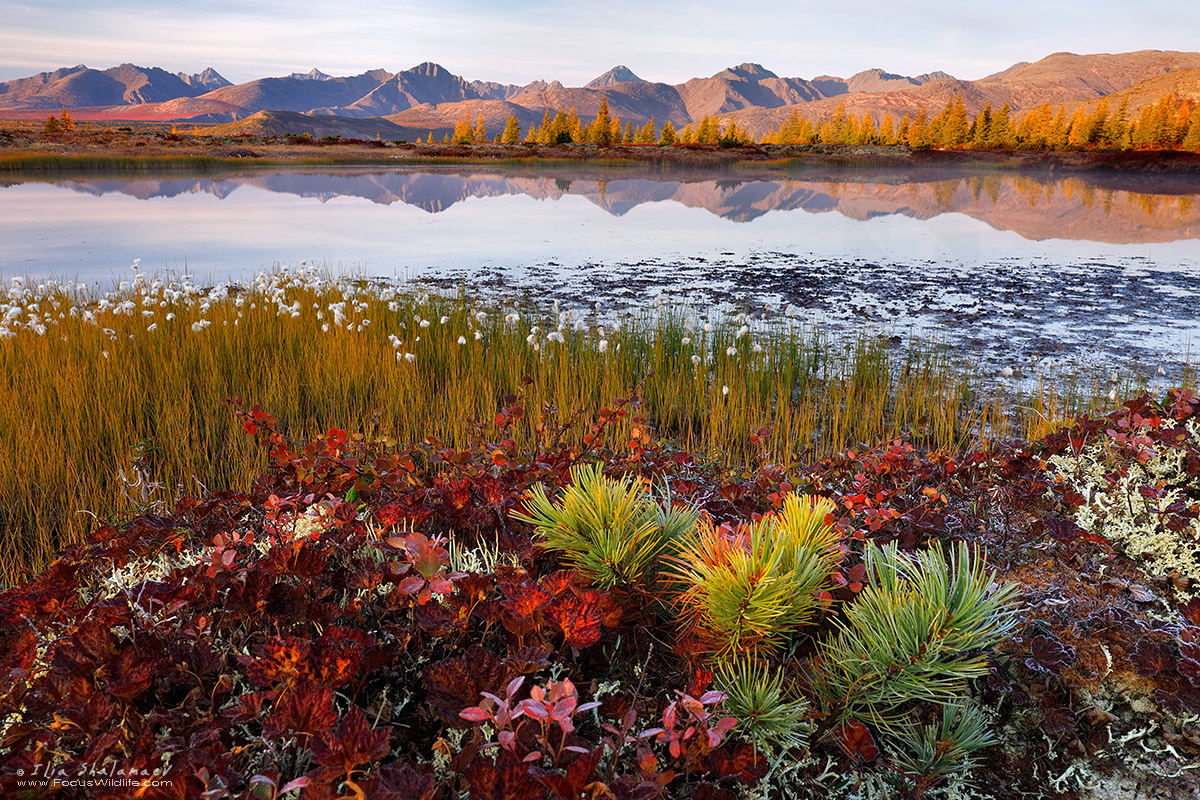 Autumn in Siberian Taiga