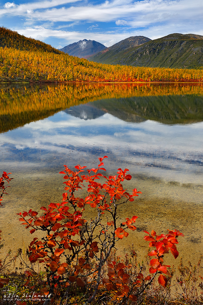 Insane Colors of Siberian Fall