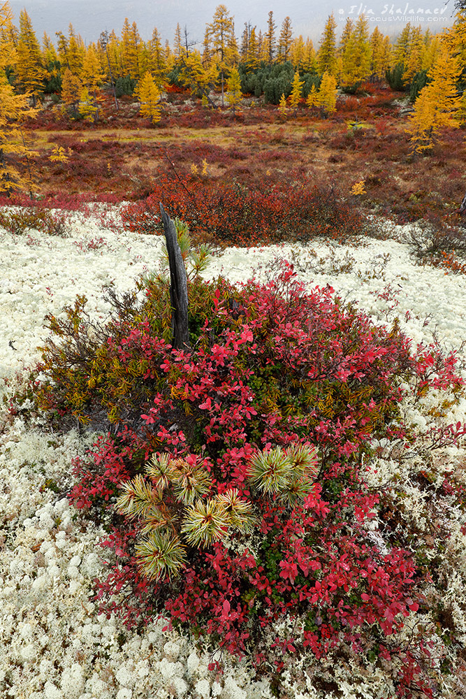 Fall in Siberian Taiga