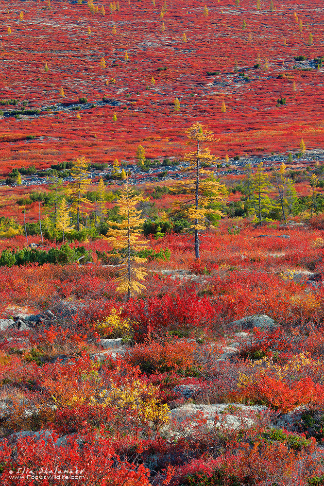 Insane Colors of Taiga Fall