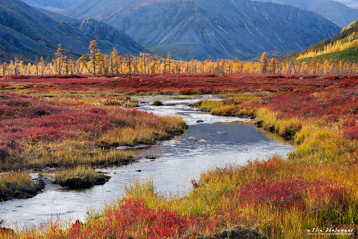 Insane Colors of Siberian Fall