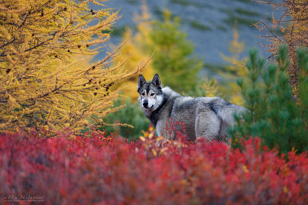 Siberian Ascii in Siberian Taiga Fall collors