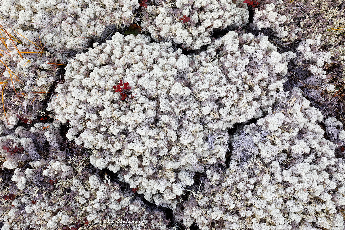 Heart of Siberian Taiga