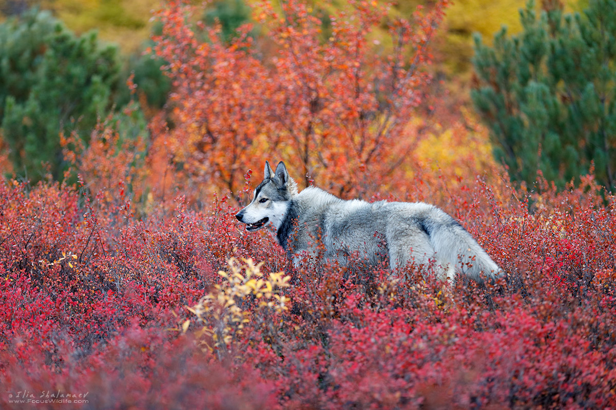 Siberian Ascii in Siberian Taiga Fall collors