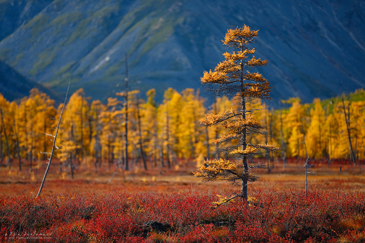 Insane Colors of Siberian Fall