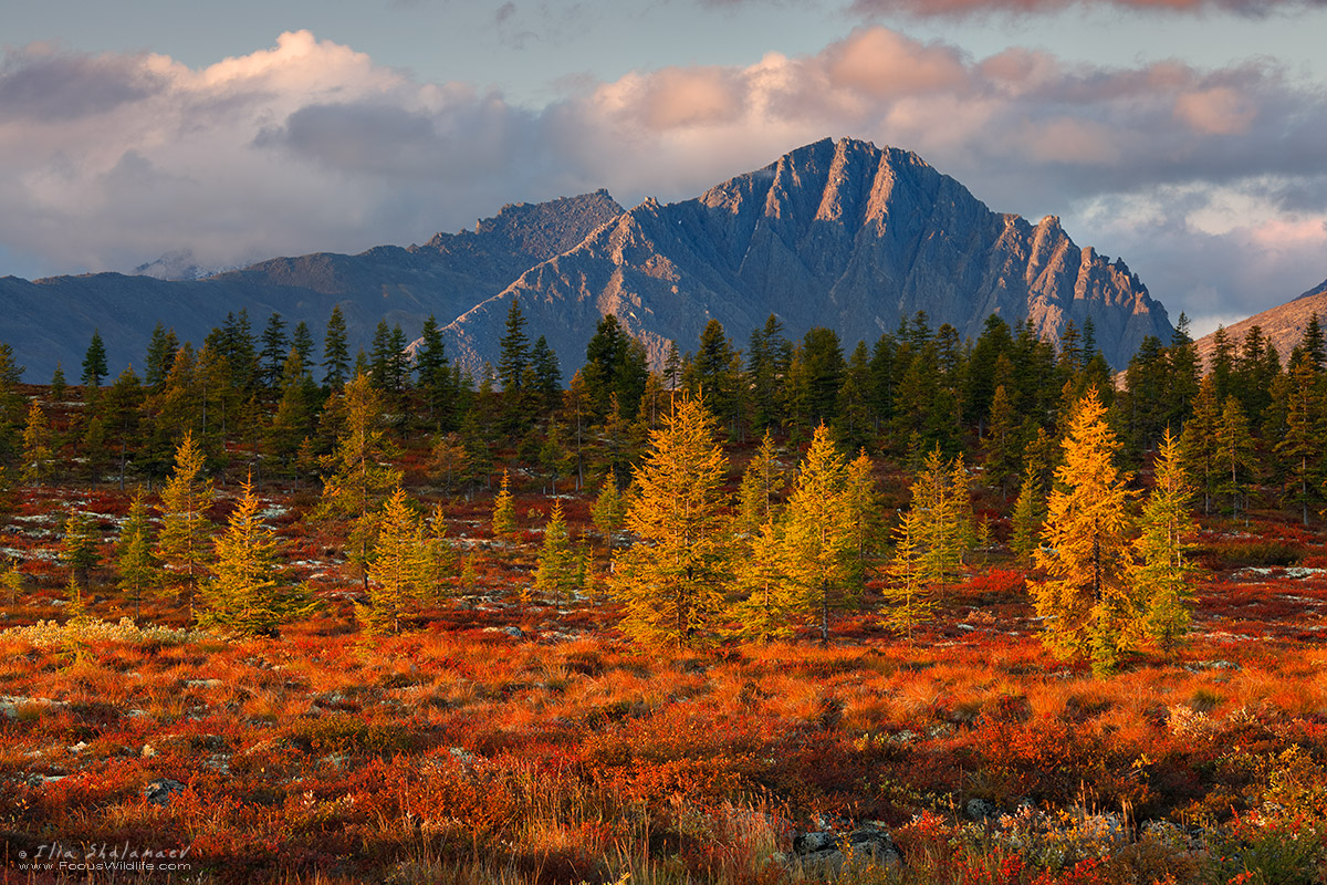 Insane Colors of Taiga Fall