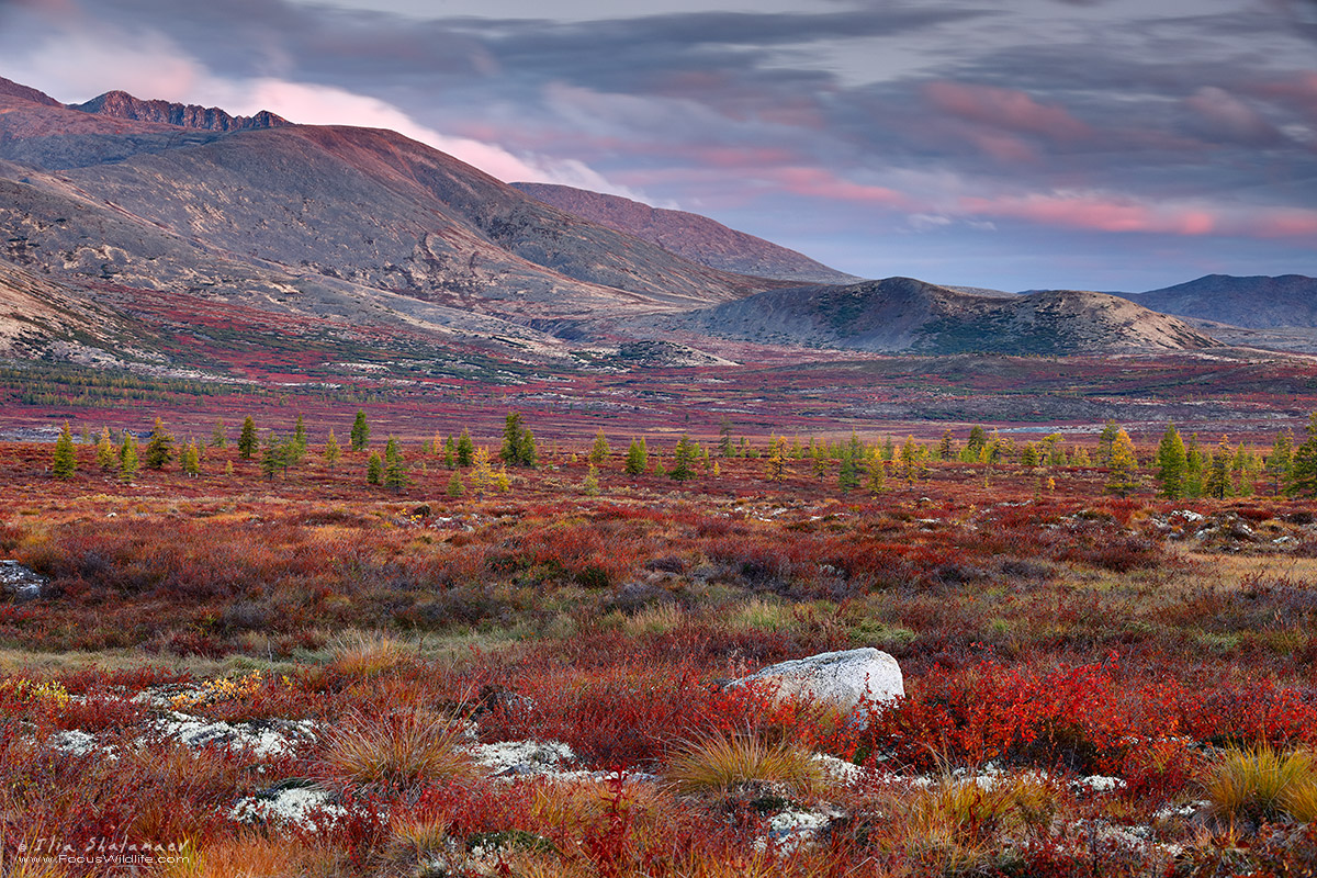 Sunrise over Taiga