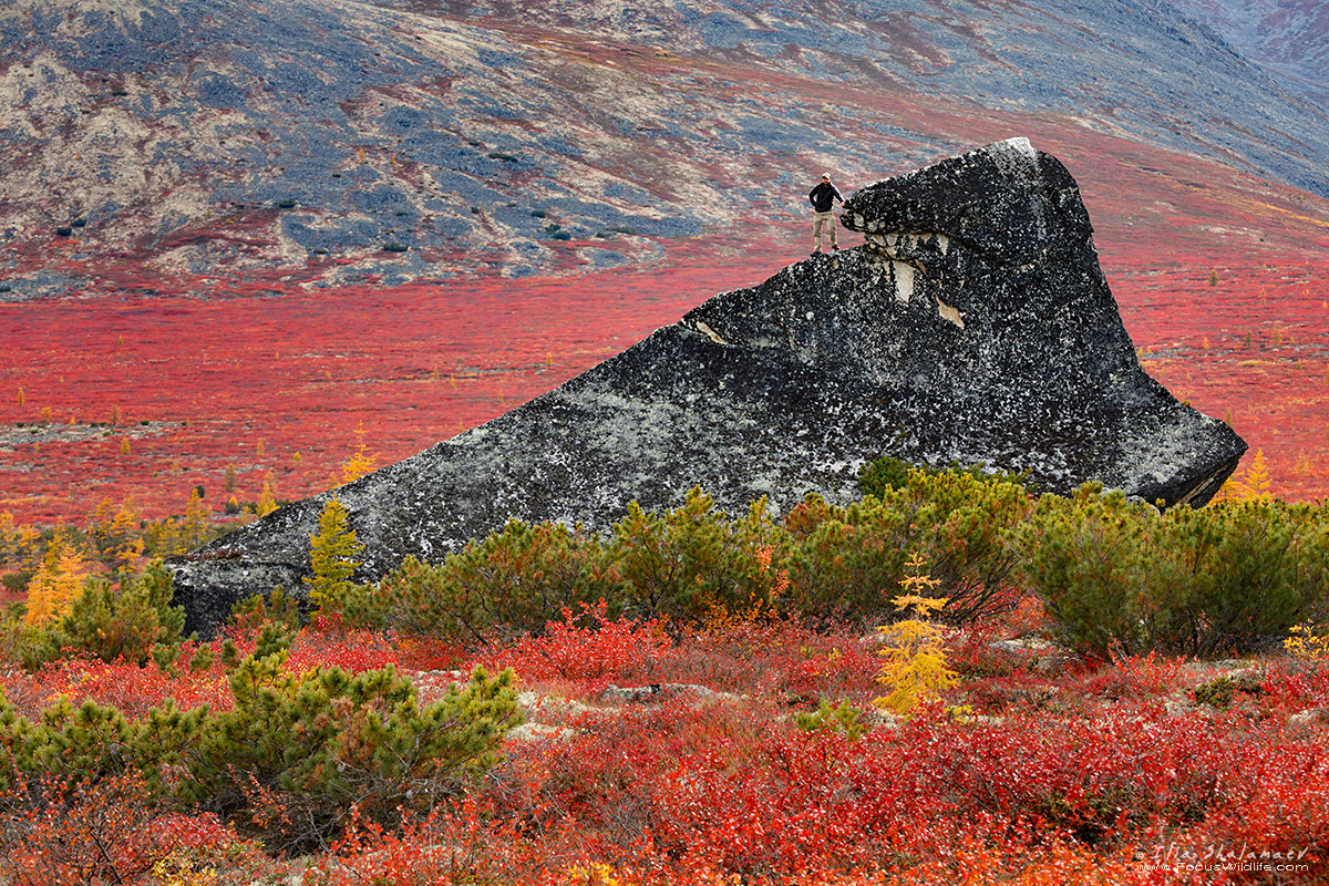 Insane Colors of Siberian Fall