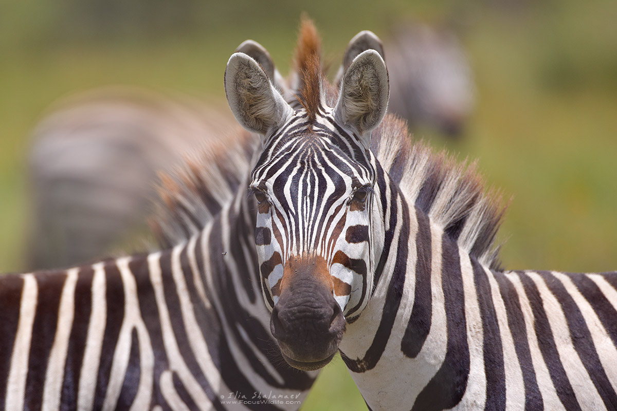 Serengeti Anomaly