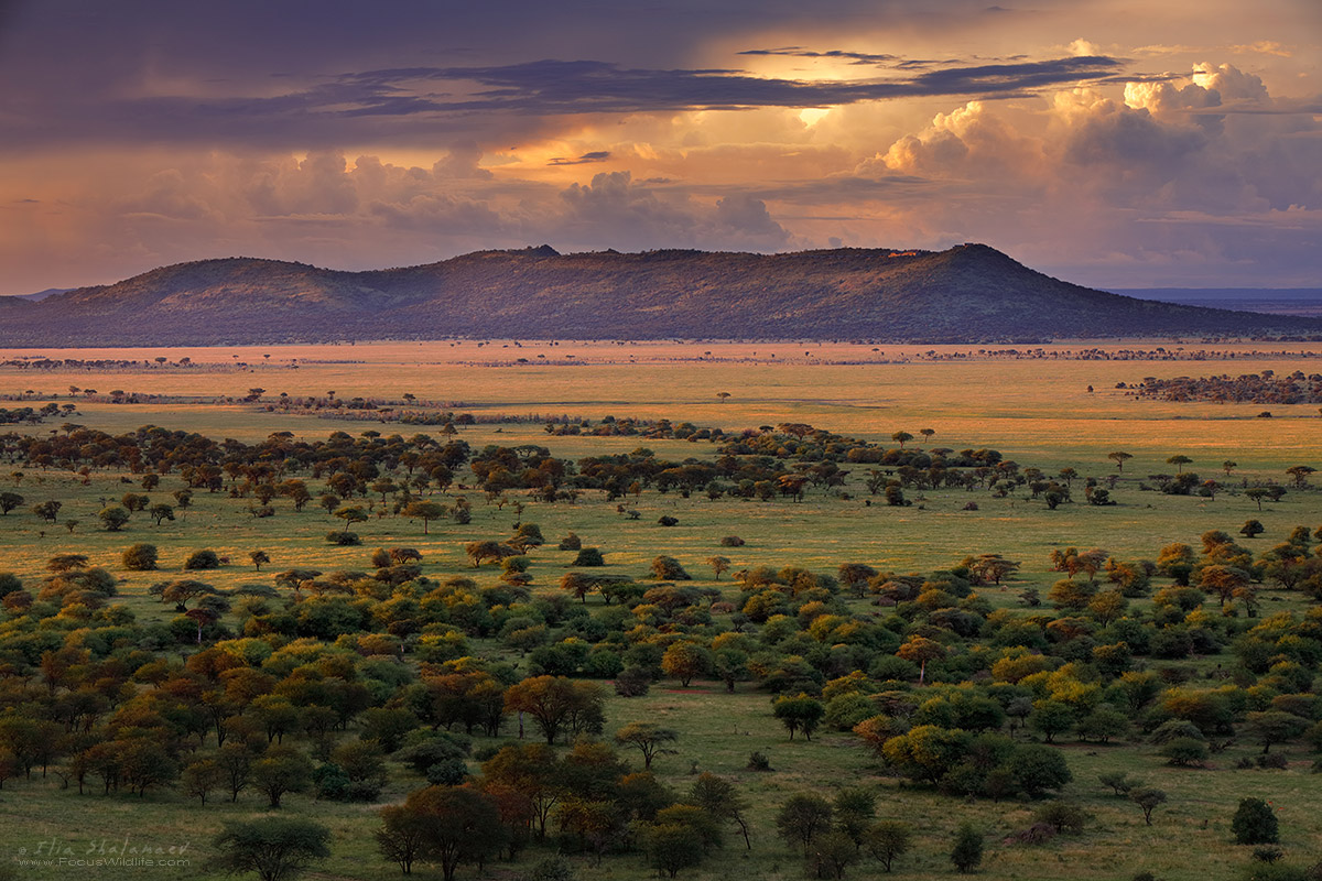 Serengeti Sunset