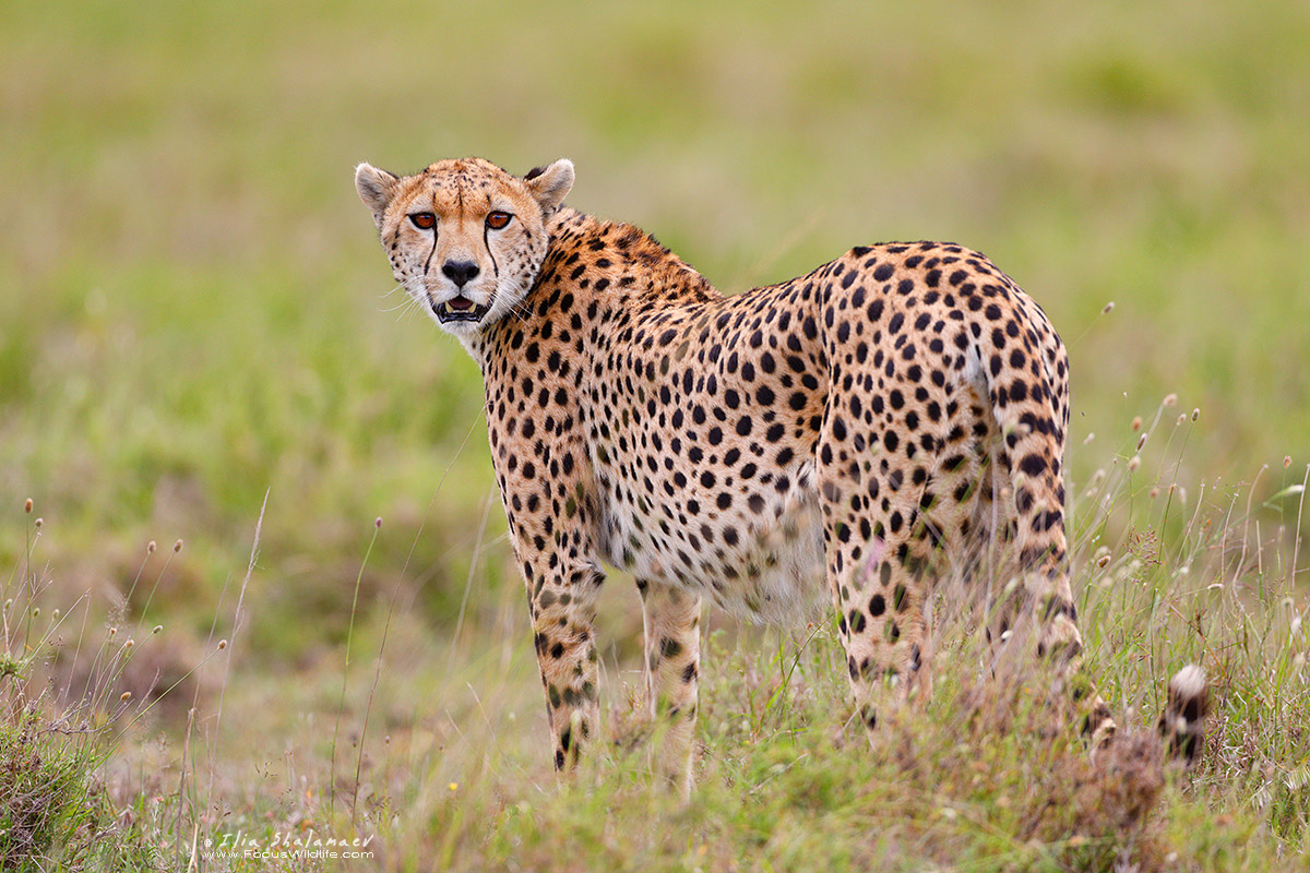 Cheetah