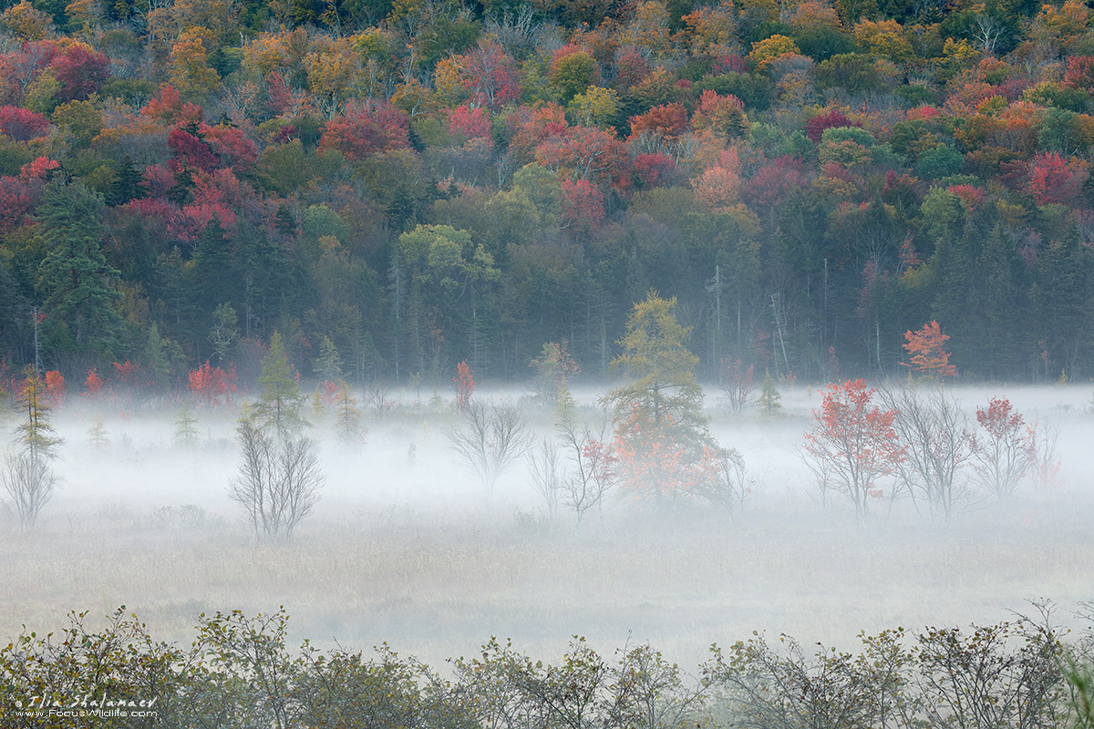 Morning Mist