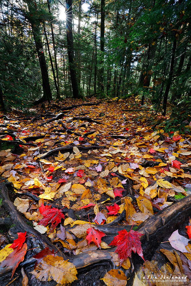 Autumn Forest