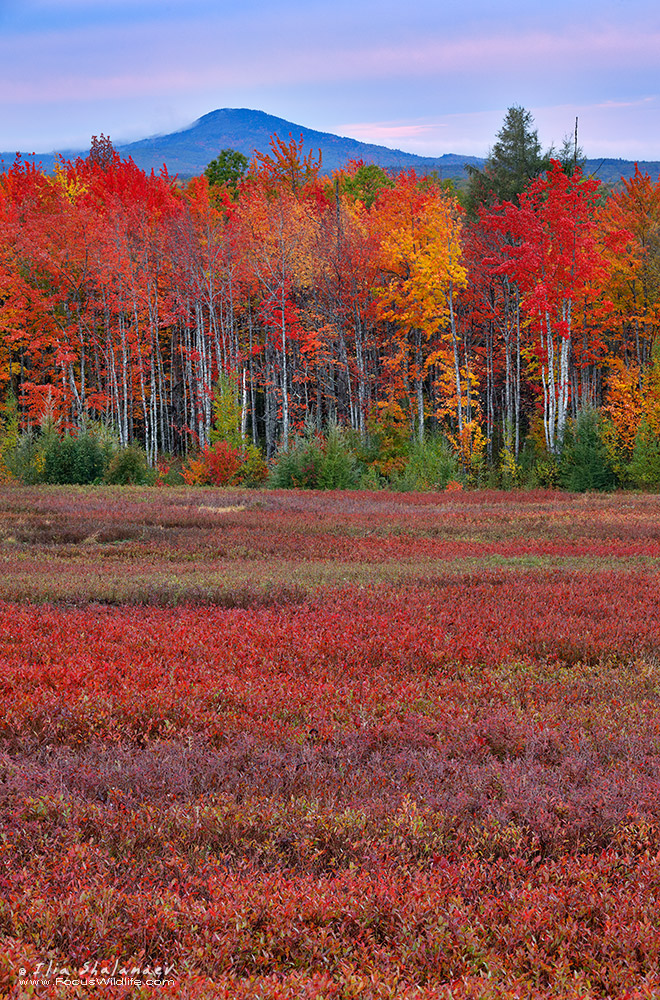 Maine Blueberry Barrens 