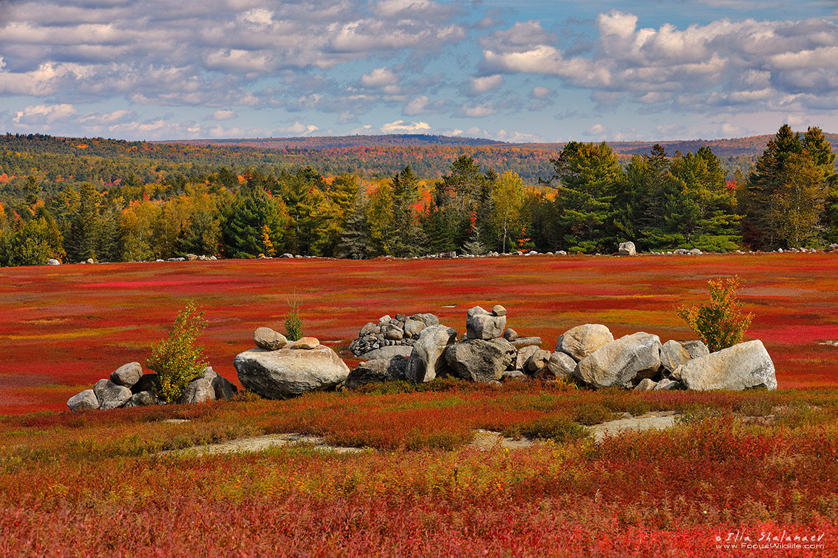 Maine Blueberry Barrens 