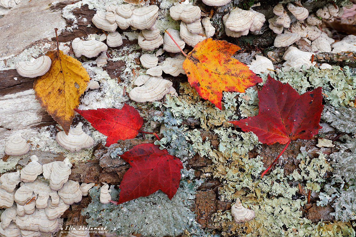 Autumn Forest